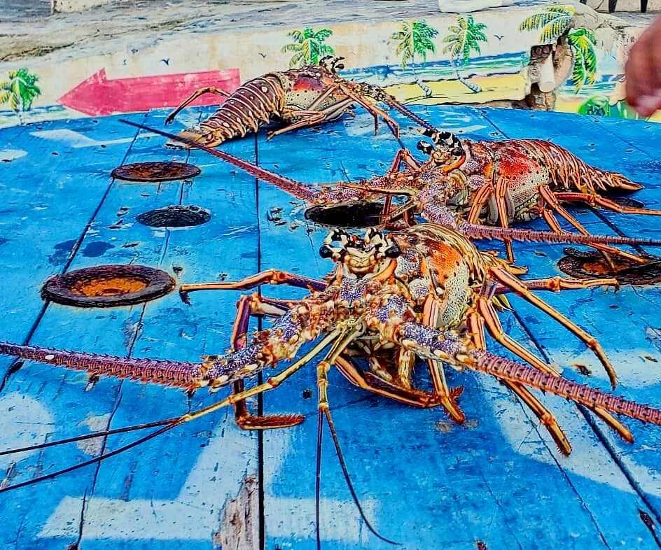 Foto 14 - Tu Restaurante